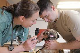 Role of psychology in veterinary medicine